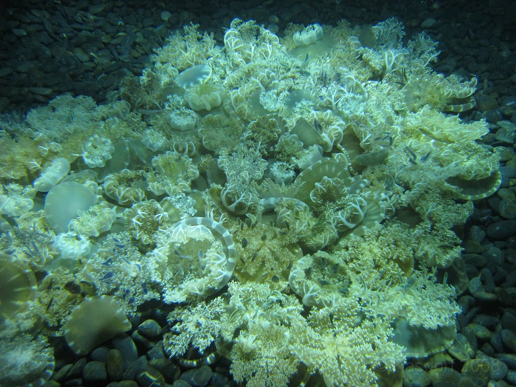 Baltimore MD 2009 1080.jpg - A 4th of July trip to Washington DC in 2009 included a stop in Baltimore MD to see the National Aquarium.